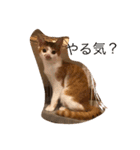可愛い仔猫♡びすけちゃん（個別スタンプ：11）