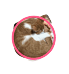 可愛い仔猫♡びすけちゃん（個別スタンプ：12）