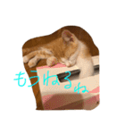 可愛い仔猫♡びすけちゃん（個別スタンプ：13）
