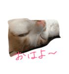 可愛い仔猫♡びすけちゃん（個別スタンプ：14）