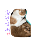 可愛い仔猫♡びすけちゃん（個別スタンプ：15）