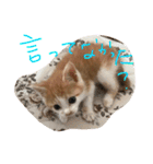 可愛い仔猫♡びすけちゃん（個別スタンプ：16）