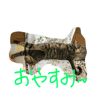 とら の日常（個別スタンプ：3）