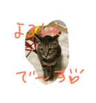 とら の日常（個別スタンプ：5）
