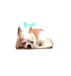 今日のチワワ（個別スタンプ：6）