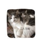 猫あんこ☆（個別スタンプ：3）