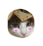 猫あんこ☆（個別スタンプ：8）