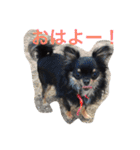 仲良しチワワ（個別スタンプ：1）