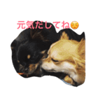 仲良しチワワ（個別スタンプ：2）
