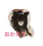 仲良しチワワ（個別スタンプ：4）