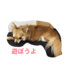 仲良しチワワ（個別スタンプ：7）