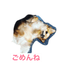 仲良しチワワ（個別スタンプ：8）