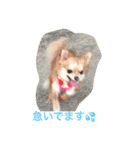 仲良しチワワ（個別スタンプ：9）