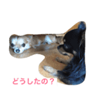 仲良しチワワ（個別スタンプ：10）