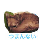 仲良しチワワ（個別スタンプ：12）