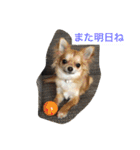 仲良しチワワ（個別スタンプ：14）