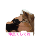 仲良しチワワ（個別スタンプ：15）