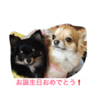 仲良しチワワ（個別スタンプ：16）