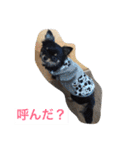 仲良しチワワ（個別スタンプ：17）