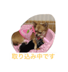 仲良しチワワ（個別スタンプ：18）