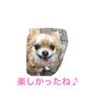 仲良しチワワ（個別スタンプ：20）