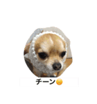 仲良しチワワ（個別スタンプ：21）