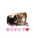 仲良しチワワ（個別スタンプ：22）