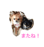 仲良しチワワ（個別スタンプ：23）