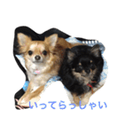 仲良しチワワ（個別スタンプ：24）