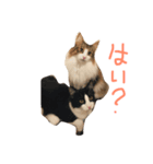 メル ☆ ノア（個別スタンプ：4）