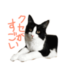 メル ☆ ノア（個別スタンプ：5）