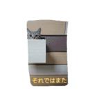 まめたろうさん①（個別スタンプ：1）
