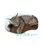 まめたろうさん①（個別スタンプ：4）