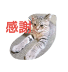 まめたろうさん①（個別スタンプ：10）