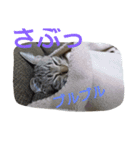 まめたろうさん①（個別スタンプ：12）