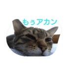 まめたろうさん①（個別スタンプ：15）