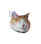 家の猫cat's（個別スタンプ：3）