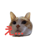 家の猫cat's（個別スタンプ：6）