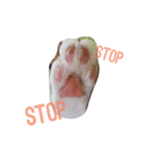 家の猫cat's（個別スタンプ：7）