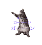 家の猫cat's（個別スタンプ：8）