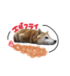 柴犬まーびー（個別スタンプ：1）