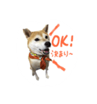 柴犬まーびー（個別スタンプ：7）