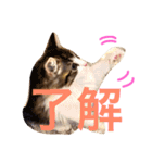 クレアの日常（個別スタンプ：1）