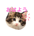 クレアの日常（個別スタンプ：2）