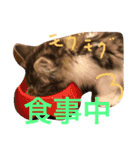 クレアの日常（個別スタンプ：3）