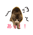 クレアの日常（個別スタンプ：5）