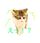 クレアの日常（個別スタンプ：6）