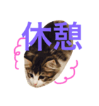 クレアの日常（個別スタンプ：11）