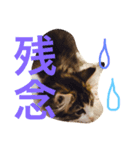 クレアの日常（個別スタンプ：14）