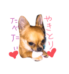 チワワのプリンちゃん（個別スタンプ：7）